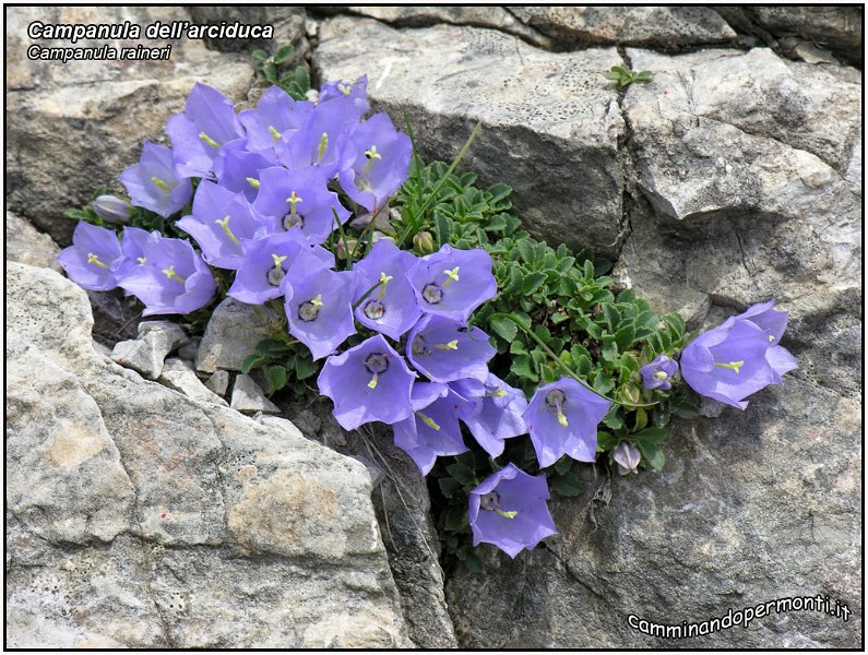 Campanula raineri -2-.jpg